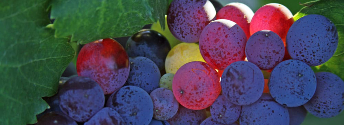 Livermore Valley Winery Grapes