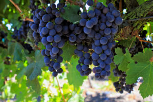 Wine Grapes in the Livermore Valley