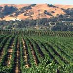 Agri-Tourisam in the Livermore Valley