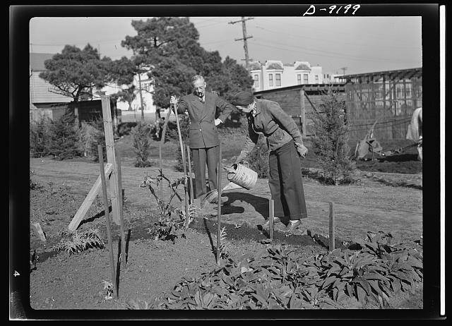 Victory Garden, Source: Library of Congress https://www.loc.gov/pictures/resource/fsa.8b08129/